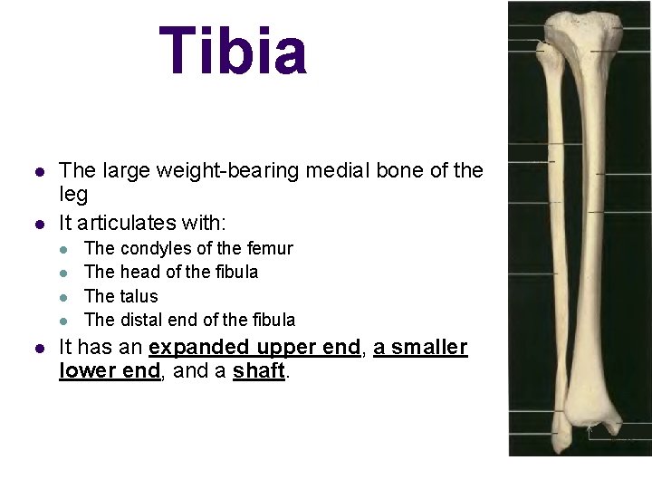 Tibia l l The large weight-bearing medial bone of the leg It articulates with: