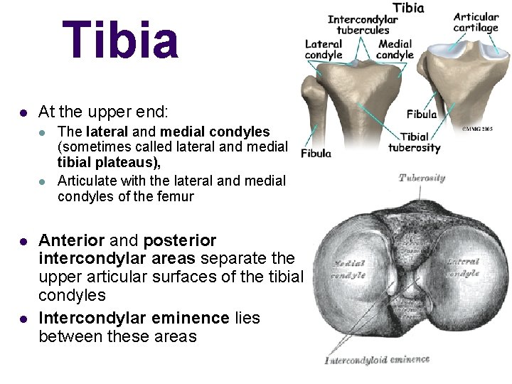 Tibia l At the upper end: l l The lateral and medial condyles (sometimes