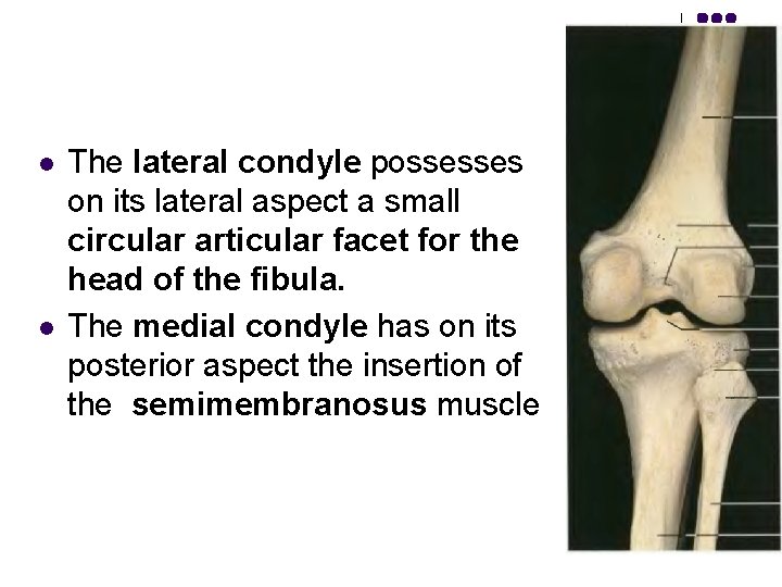 l l The lateral condyle possesses on its lateral aspect a small circular articular