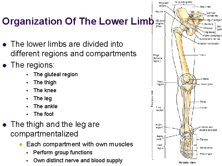 Organization Of The Lower Limb l l The lower limbs are divided into different