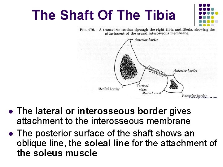 The Shaft Of The Tibia l l The lateral or interosseous border gives attachment