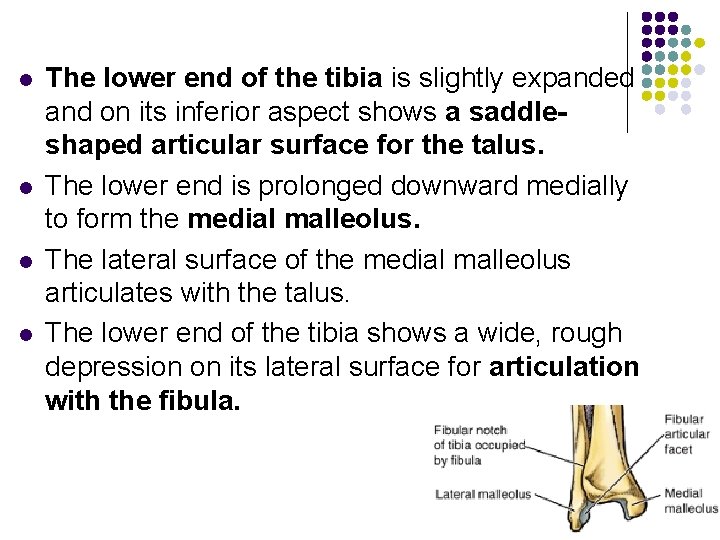 l l The lower end of the tibia is slightly expanded and on its