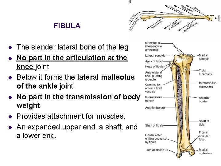 FIBULA l l l The slender lateral bone of the leg No part in