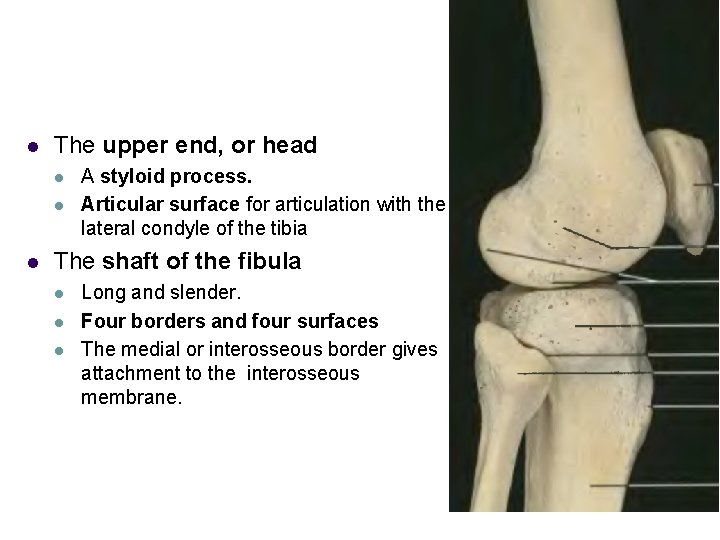 l The upper end, or head l l l A styloid process. Articular surface