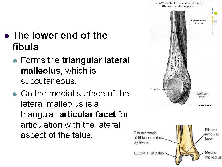 l The lower end of the fibula l l Forms the triangular lateral malleolus,
