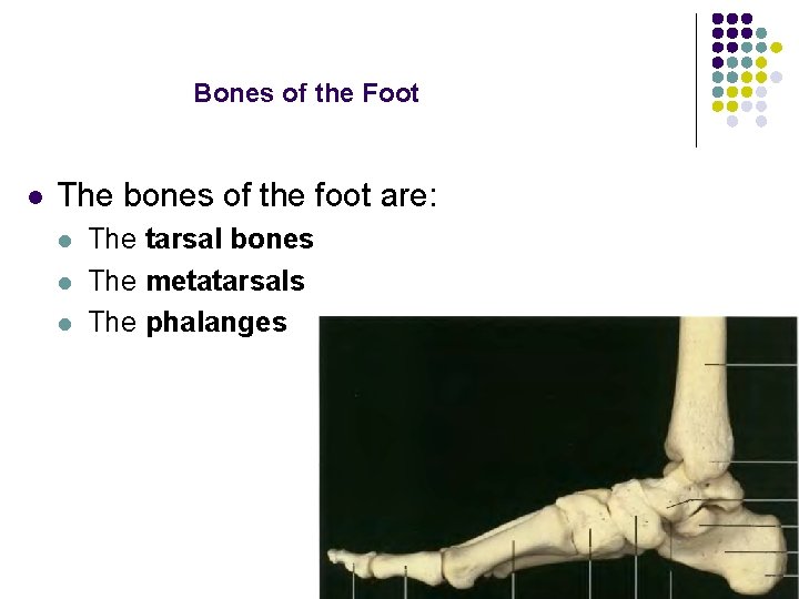 Bones of the Foot l The bones of the foot are: l l l