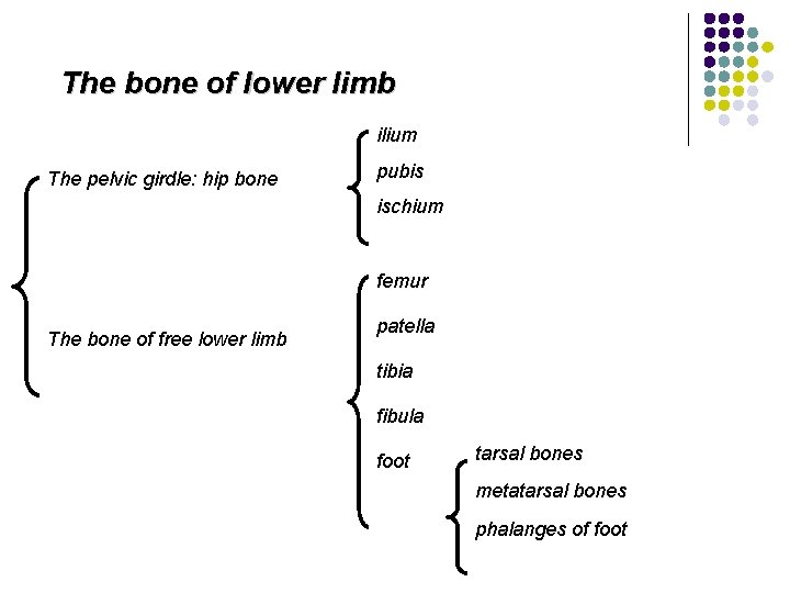 The bone of lower limb ilium The pelvic girdle: hip bone pubis ischium femur