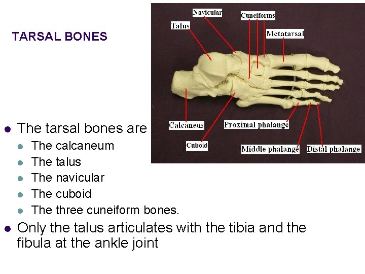 TARSAL BONES l The tarsal bones are l l l The calcaneum The talus