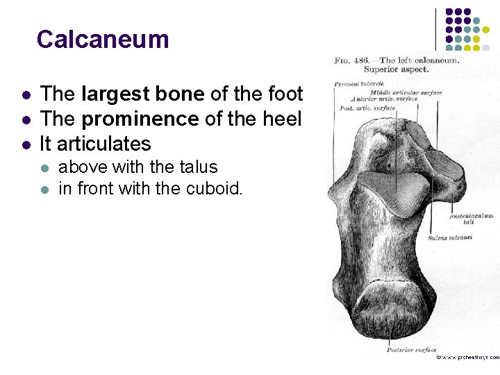 Calcaneum l l l The largest bone of the foot The prominence of the