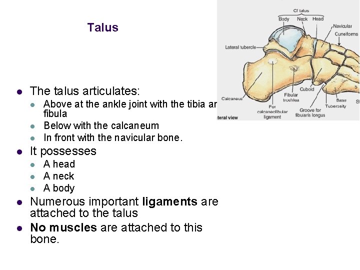 Talus l The talus articulates: l l It possesses l l l Above at