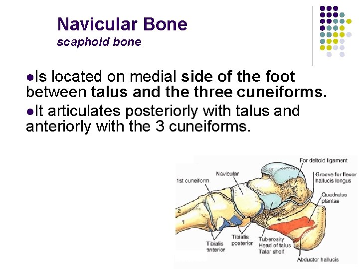 Navicular Bone scaphoid bone l. Is located on medial side of the foot between