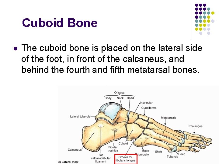 Cuboid Bone l The cuboid bone is placed on the lateral side of the