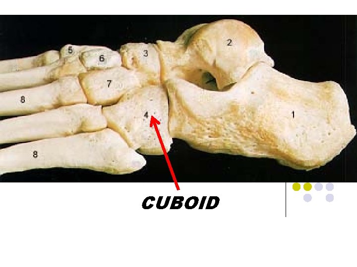 CUBOID 