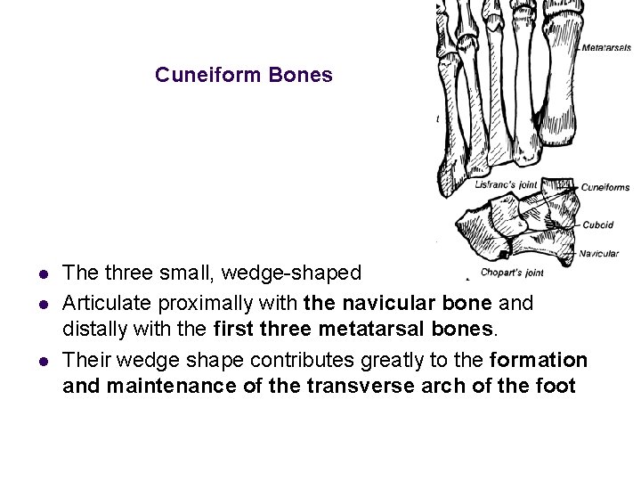 Cuneiform Bones l l l The three small, wedge-shaped Articulate proximally with the navicular