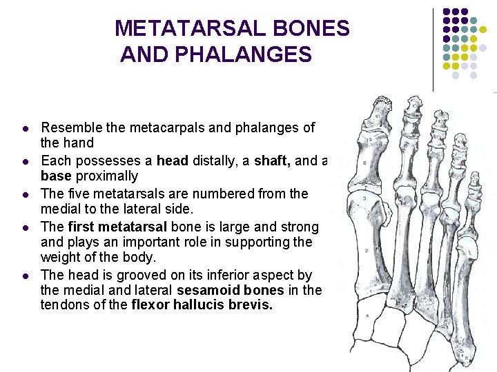 METATARSAL BONES AND PHALANGES l l l Resemble the metacarpals and phalanges of the