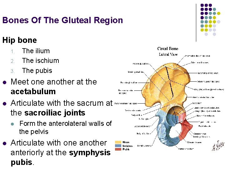 Bones Of The Gluteal Region Hip bone 1. 2. 3. l l Meet one