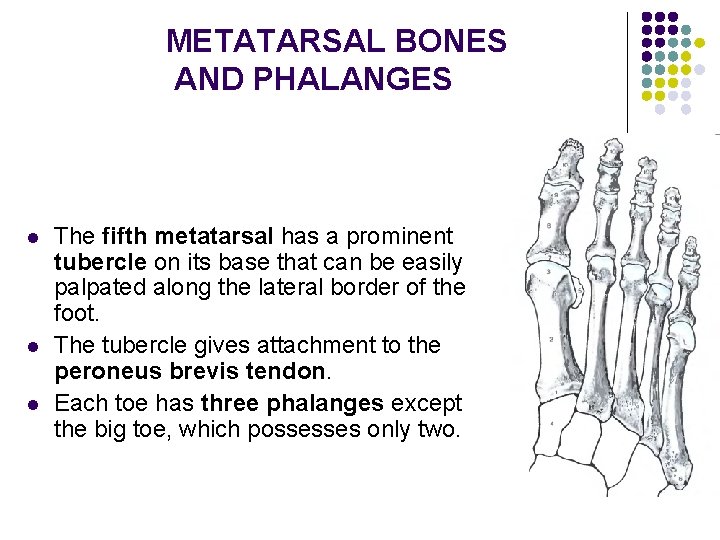 METATARSAL BONES AND PHALANGES l l l The fifth metatarsal has a prominent tubercle
