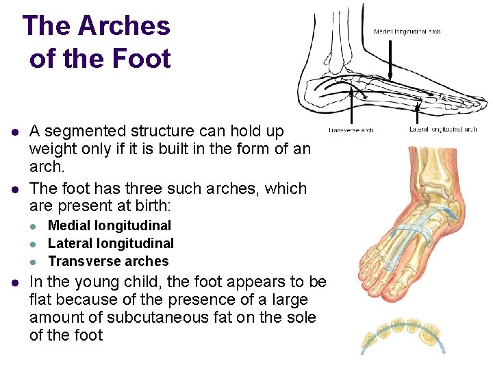 The Arches of the Foot l l A segmented structure can hold up weight