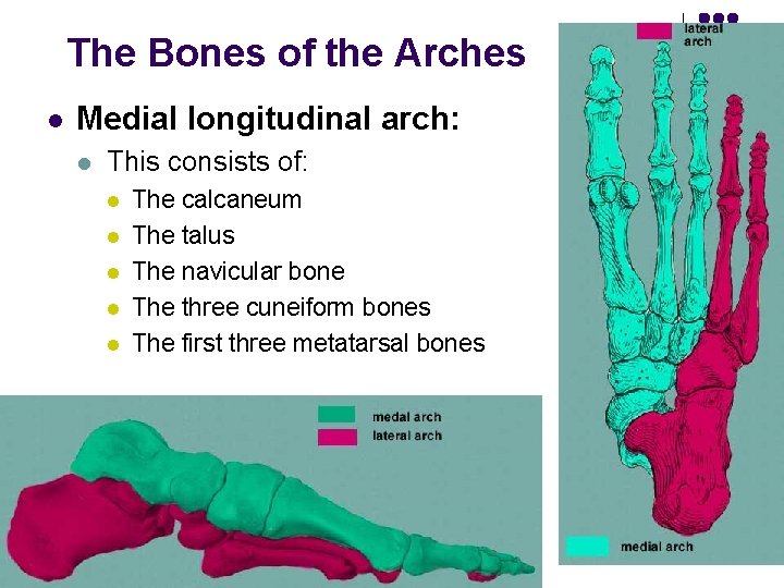 The Bones of the Arches l Medial longitudinal arch: l This consists of: l