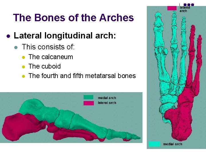 The Bones of the Arches l Lateral longitudinal arch: l This consists of: l