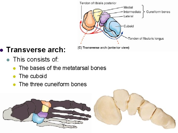 l Transverse arch: l This consists of: l l l The bases of the