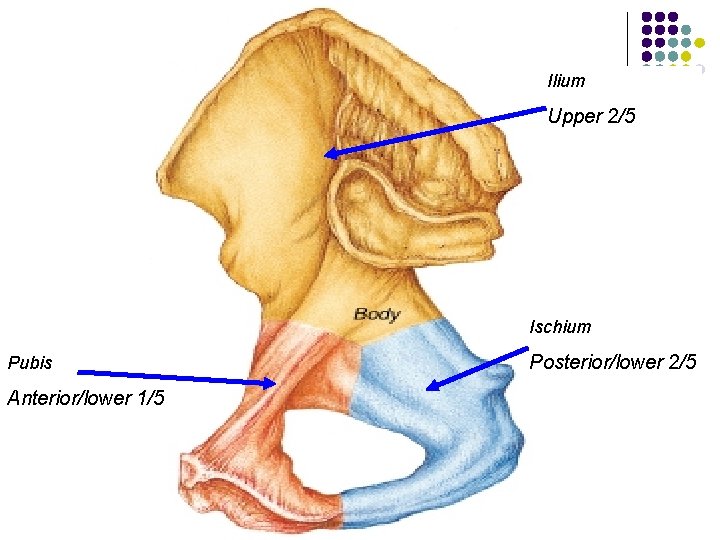 Ilium Upper 2/5 Ischium Pubis Anterior/lower 1/5 Posterior/lower 2/5 