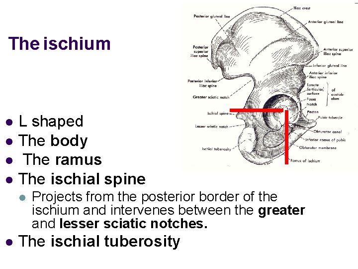 The ischium l l L shaped The body The ramus The ischial spine l