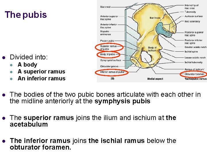 The pubis l Divided into: l l l A body A superior ramus An
