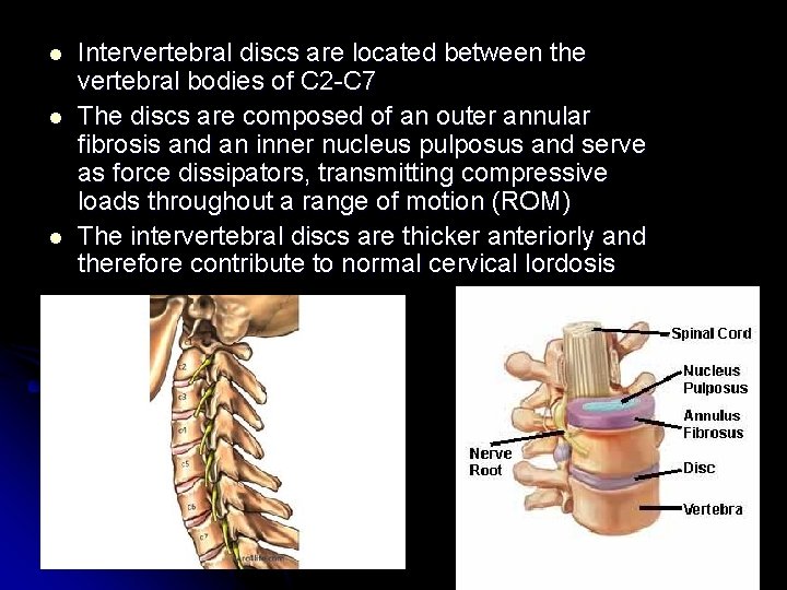 l l l Intervertebral discs are located between the vertebral bodies of C 2