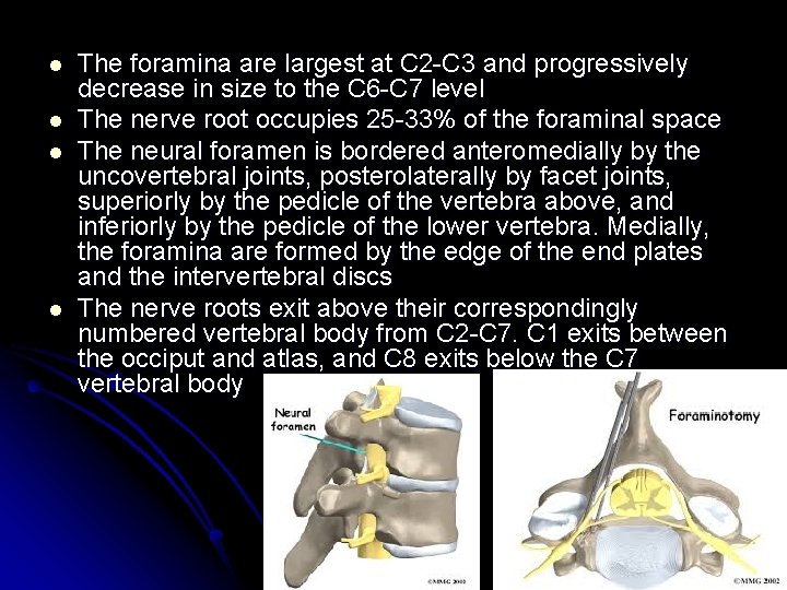 l l The foramina are largest at C 2 -C 3 and progressively decrease
