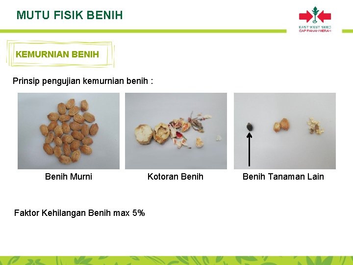 MUTU FISIK BENIH KEMURNIAN BENIH Prinsip pengujian kemurnian benih : Benih Murni Faktor Kehilangan