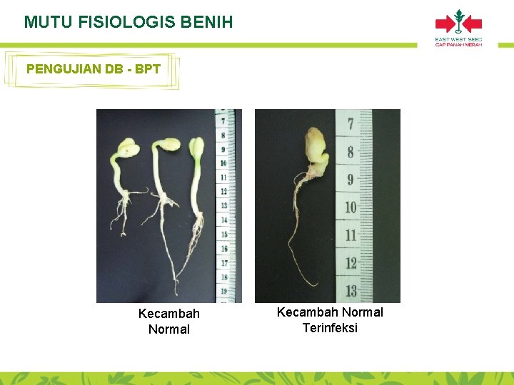 MUTU FISIOLOGIS BENIH PENGUJIAN DB - BPT Kecambah Normal Terinfeksi 