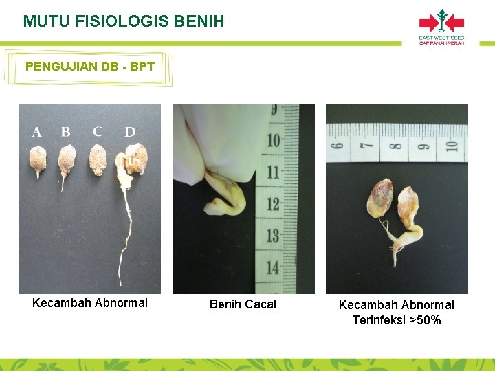 MUTU FISIOLOGIS BENIH PENGUJIAN DB - BPT Kecambah Abnormal Benih Cacat Kecambah Abnormal Terinfeksi