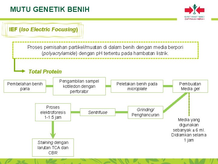 MUTU GENETIK BENIH IEF (Iso Electric Focusing) Proses pemisahan partikel/muatan di dalam benih dengan