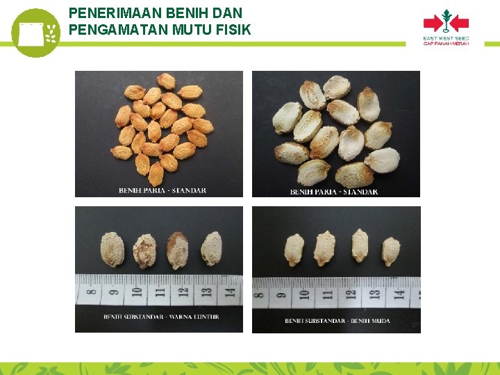 PENERIMAAN BENIH DAN PENGAMATAN MUTU FISIK 