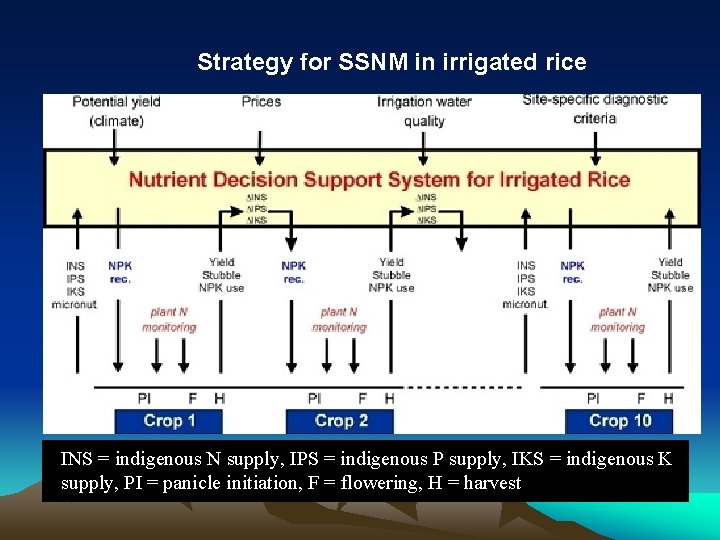Strategy for SSNM in irrigated rice AINS = indigenous N supply, IPS = indigenous
