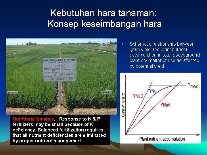 Kebutuhan hara tanaman: Konsep keseimbangan hara • Nutritional balance. Response to N & P