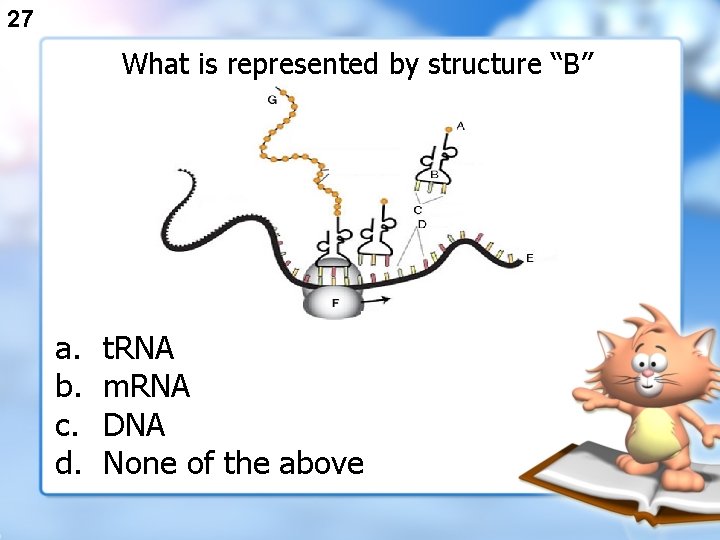 27 What is represented by structure “B” a. b. c. d. t. RNA m.