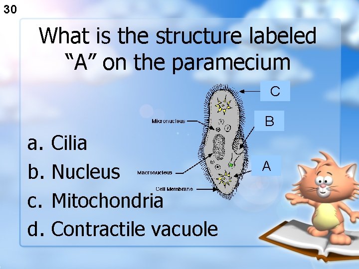30 What is the structure labeled “A” on the paramecium C B a. b.