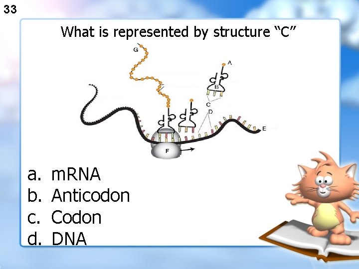 33 What is represented by structure “C” a. b. c. d. m. RNA Anticodon