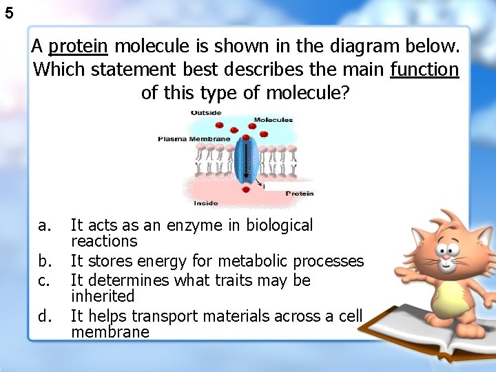 5 A protein molecule is shown in the diagram below. Which statement best describes