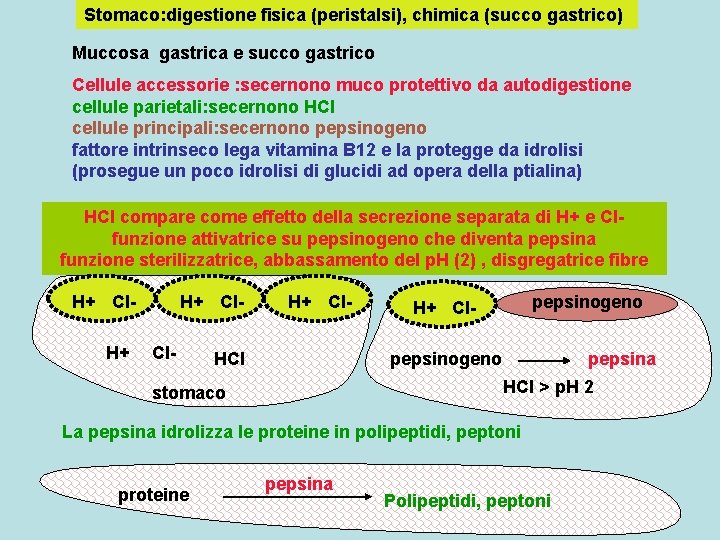 Stomaco: digestione fisica (peristalsi), chimica (succo gastrico) Muccosa gastrica e succo gastrico Cellule accessorie