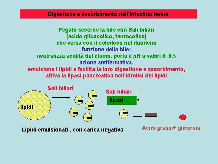 Digestione e assorbimento nell’intestino tenue Fegato secerne la bile con Sali biliari (acido glicocolico,