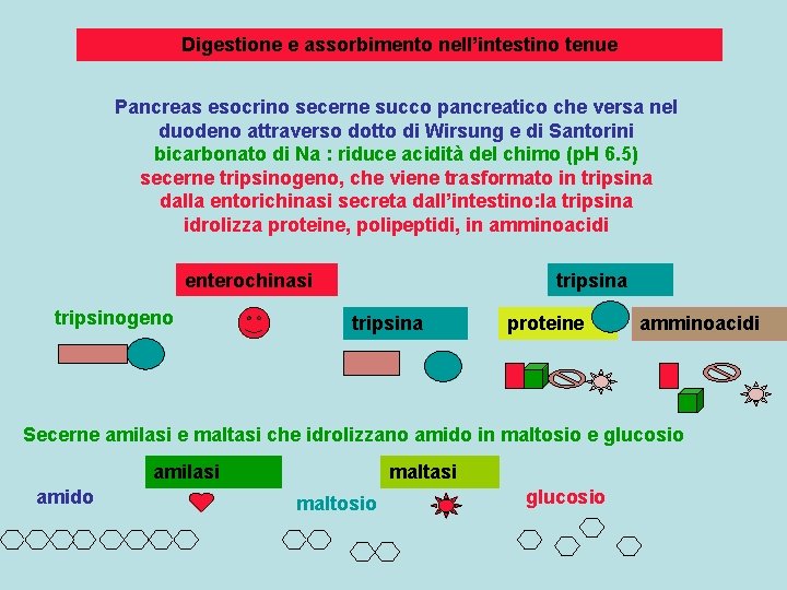 Digestione e assorbimento nell’intestino tenue Pancreas esocrino secerne succo pancreatico che versa nel duodeno