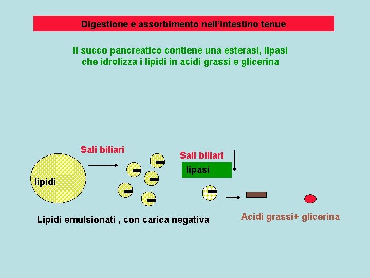 Digestione e assorbimento nell’intestino tenue Il succo pancreatico contiene una esterasi, lipasi che idrolizza