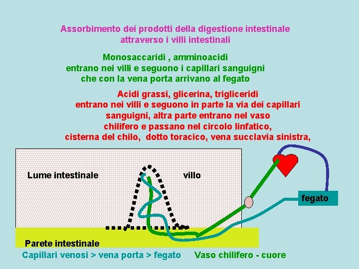 Assorbimento dei prodotti della digestione intestinale attraverso i villi intestinali Monosaccaridi , amminoacidi entrano