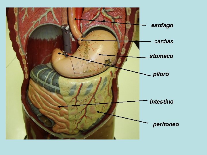 esofago cardias stomaco piloro intestino peritoneo 