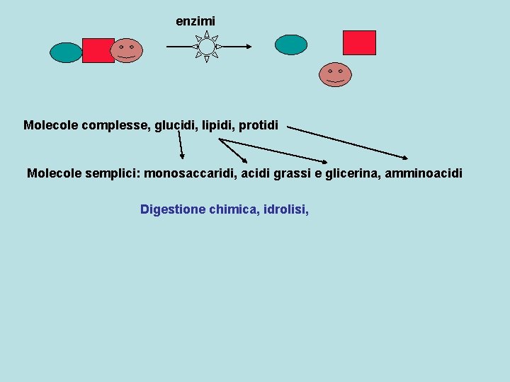 enzimi Molecole complesse, glucidi, lipidi, protidi Molecole semplici: monosaccaridi, acidi grassi e glicerina, amminoacidi