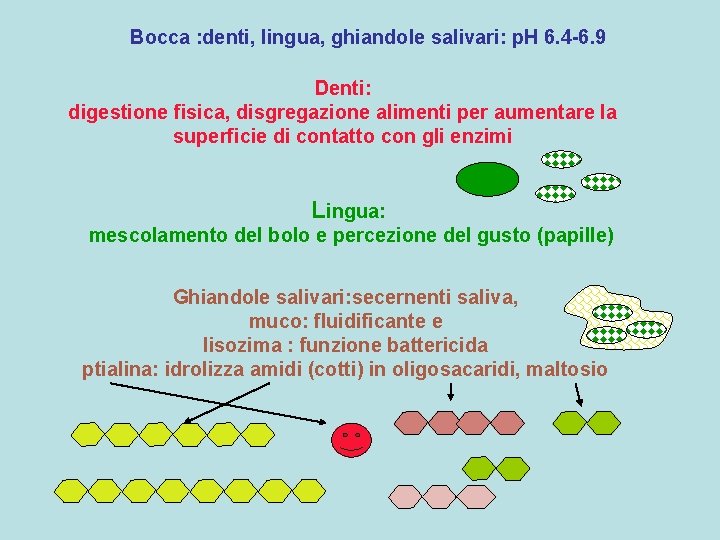 Bocca : denti, lingua, ghiandole salivari: p. H 6. 4 -6. 9 Denti: digestione