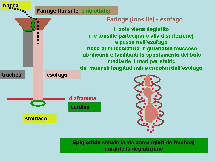 bocca Faringe (tonsille, epiglottide) Faringe (tonsille) - esofago Il bolo viene deglutito ( le